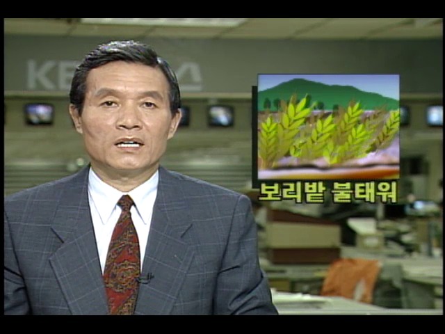 사천군 일손부족으로 보리밭 불태워