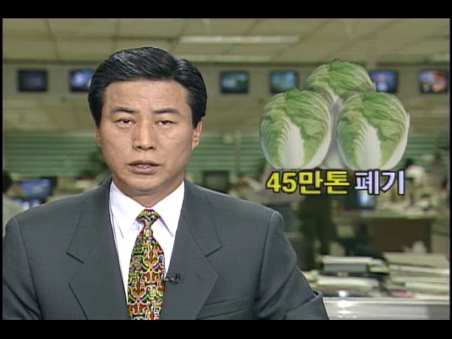 45만 톤 배추 폐기 처분될 위기