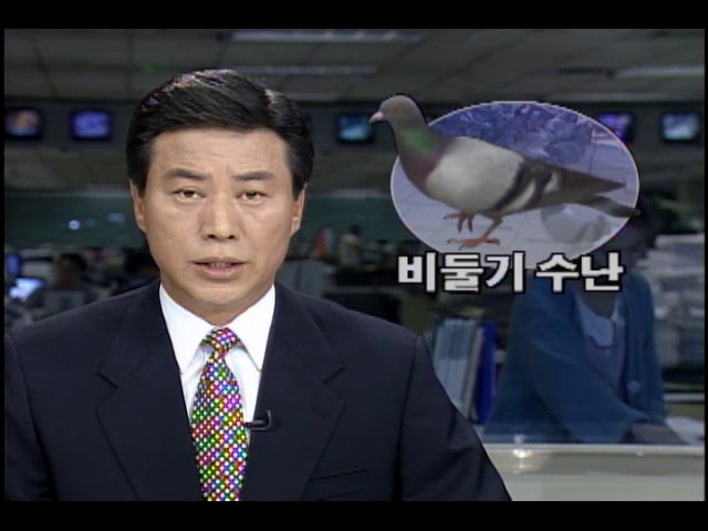 평화의 상징 비둘기 수난