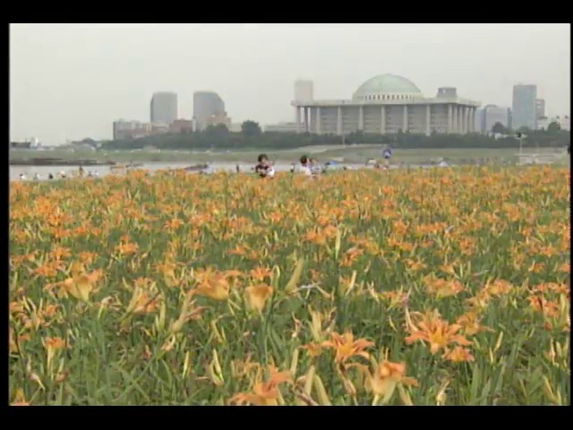 [영상취재] 한강변에 핀 꽃