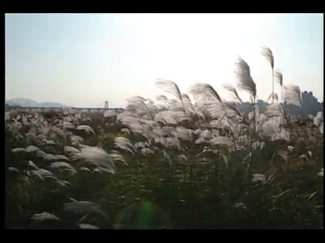 [영상취재] 만추의 한강