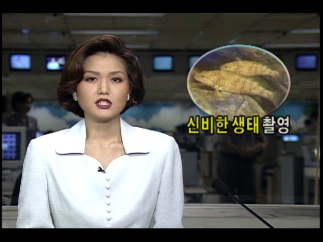 고유 민물어 꺽지와 천연기념물 어름치 촬영