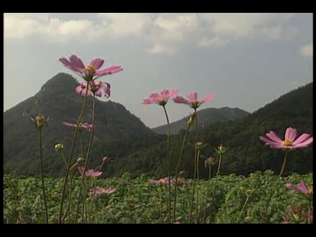 영상취재 가을의전령; 바람에 흔들거리는 만개한 코스모스