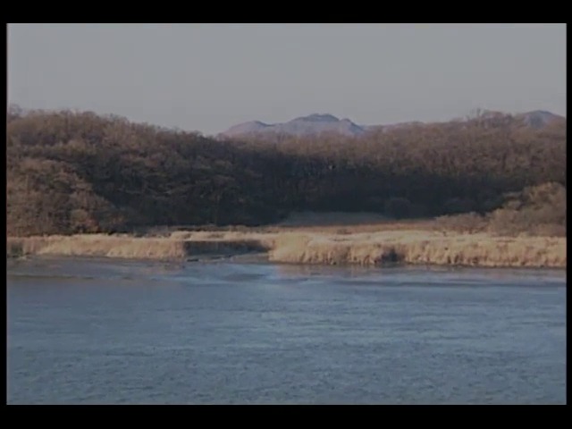 환경부, 생태계 파괴 관련 임진강 하류 무인도 소 사육 방안 재검토 요청