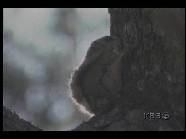 영상취재 하늘 다람쥐; 나무에 붙어있거나 공중을 날아다니는 하늘 다람쥐