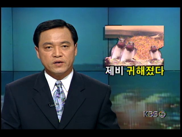 제비, 환경오염으로 인해 급격히 감소