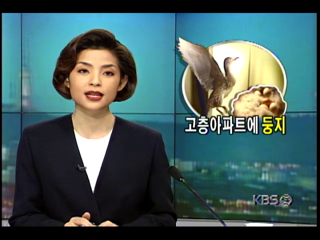 원앙새, 고층아파트에 둥지 틀어