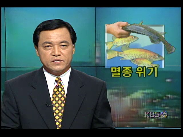 현장추적 781-1234 ; 멸종위기에 있는 쏘가리, 불법남획 ; 유통실태