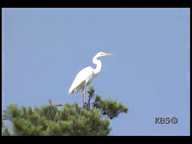 영상취재 ; 왜가리