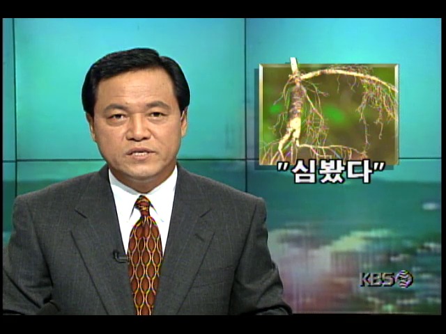 자연상태의 산삼과 심마니의 삼캐는 과정