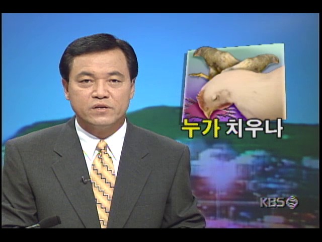 누가 치우나; 사료값폭등으로 굶어죽은 닭들 썩은채 방치되