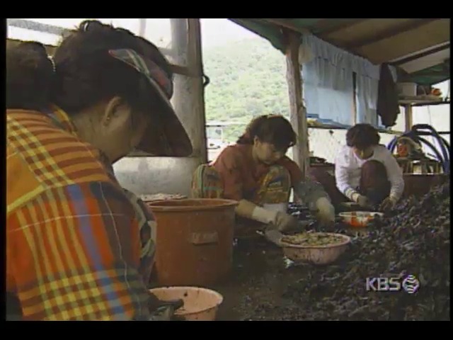 경남 진해, 마산 앞바다 홍합  폐류독소 검출