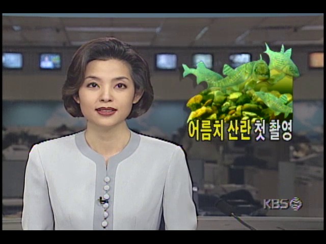 어름치 산란 첫 촬영; 천연기념물제259호인 어름치의 산란과