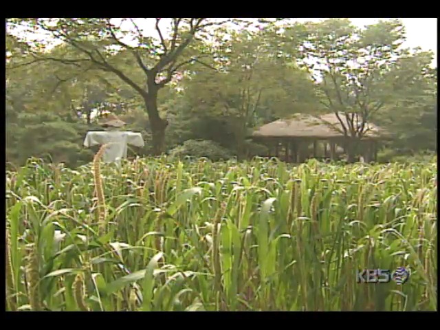[영상취재] 가을 햇살아래 누렇게 익어가는 수수밭 전경