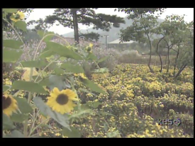 [영상취재] 가을비 맞는 산딸기 코스모스 잠자리