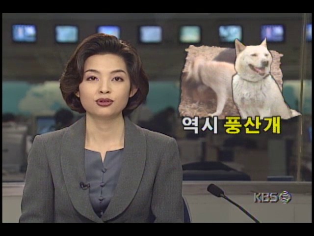 북한, 세퍼트 물리치는 풍산개 모습 방송