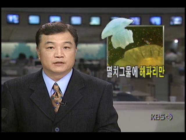 멸치그물에 해파리만