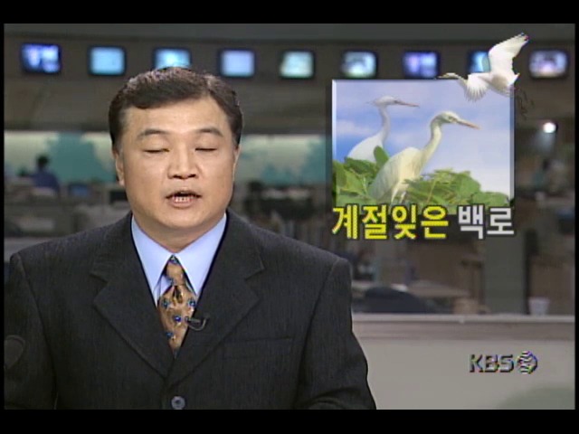 계절 잊은 백로