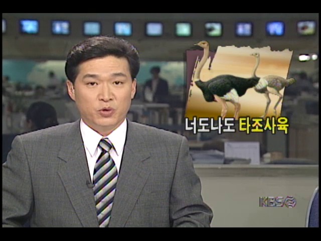 타조사육 열풍으로 농민 피해 우려 