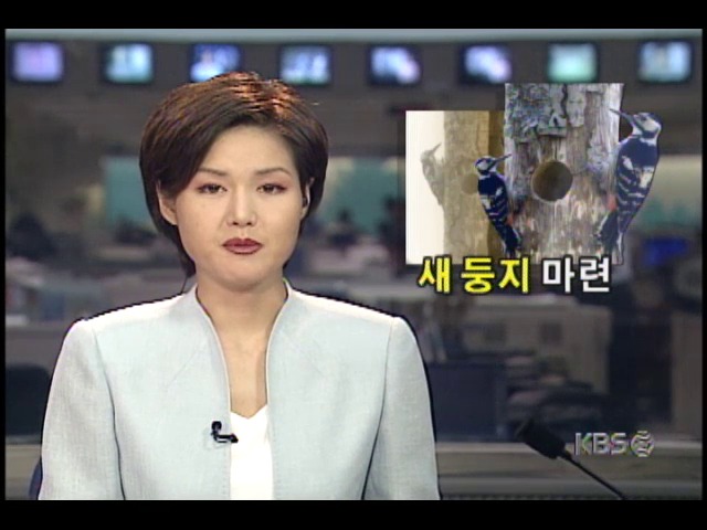 희귀조 큰오색딱따구리 한쌍, 집 짓는 광경