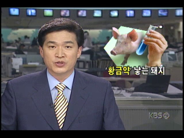 빈혈치료제 분비하는 돼지, 한국 기술 성공