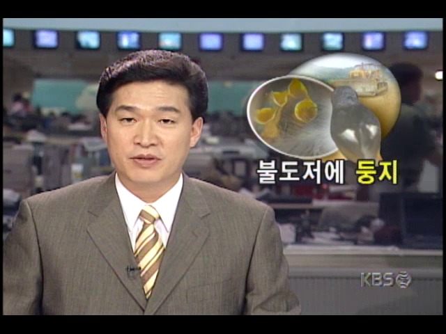 매일 공사장서 작업하는 불도저에, 딱새 둥지 틀어