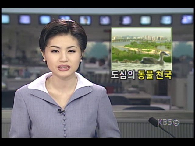 한강 밤섬, 각종 희귀동물들 보금자리로 변해