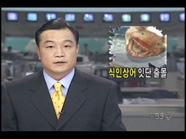 서해안 식인상어 잇따라 출몰