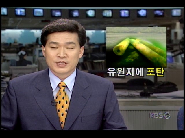 현장추적781-1234; 집중호우 때 유실된 포탄, 임진강 유원지서 무더기 발견