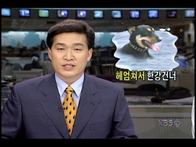 진돗개 한마리, 한강 헤엄쳐 건너는데 성공