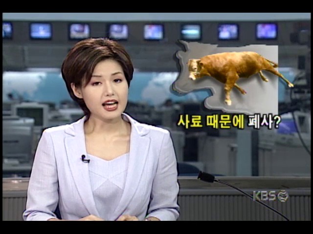 경기도 포천 일대, 40여마리 소 집단 폐사
