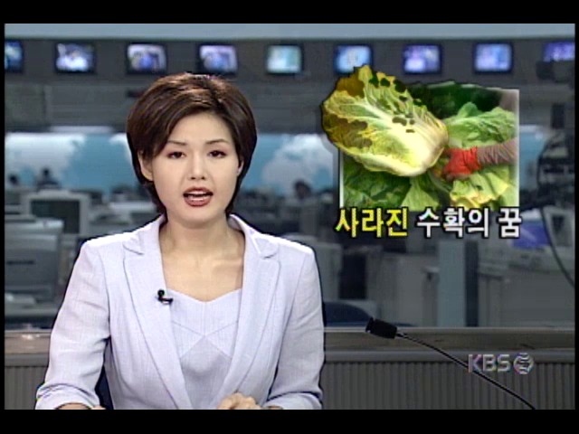 양배추.당근 등 채소값 폭락