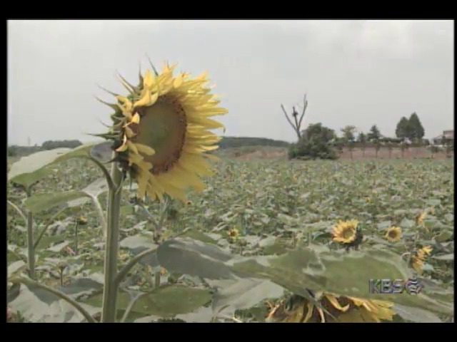 9시영상; 해바라기