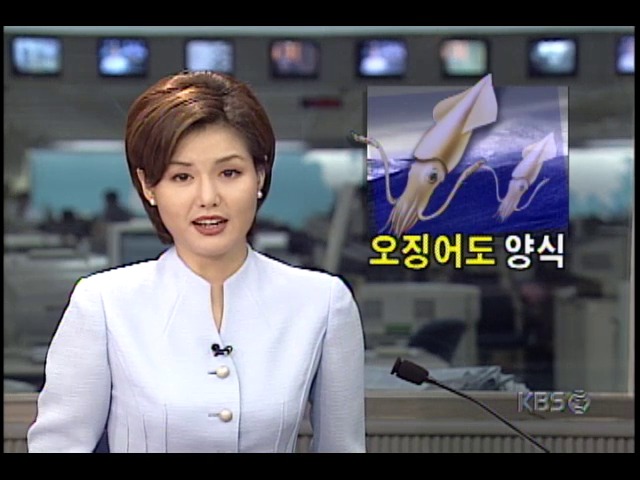 오징어, 수족관 대량양식 가능