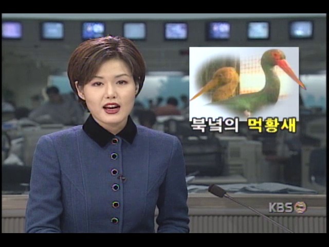 북한 중앙TV 공개한, 먹황새