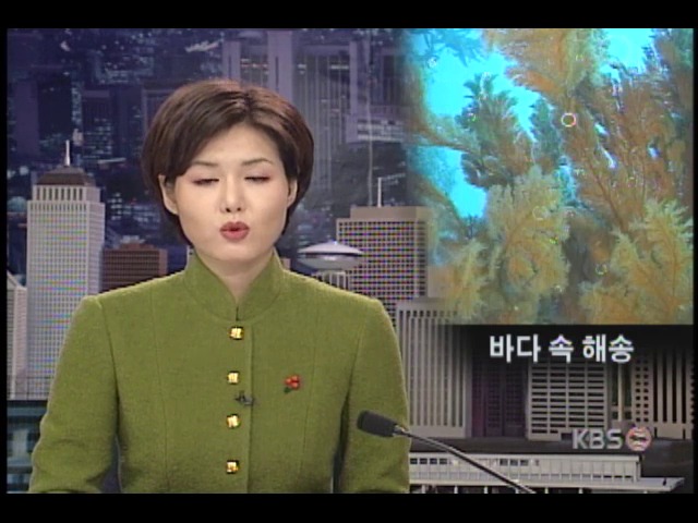 남제주군 지귀도 앞바다, 한국 최대 해송 군락지