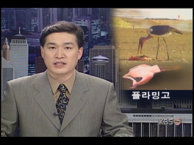 홍학 군무로 유명했던 케냐, 도시화로 홍학 숫자 급감