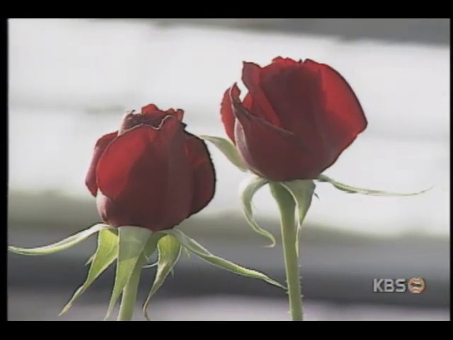 [집중취재] 화훼농가, 하반기 예정된 저작권 협약으로 신품종 개발 시급
