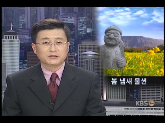 제주도, 완연한 봄 빛에 싸여