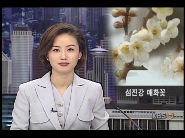 섬진강변, 매화꽃 꽃망울 봄 알려