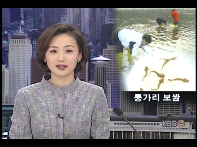 보쌈고기잡이 방식으로 퉁가리 잡는 모습