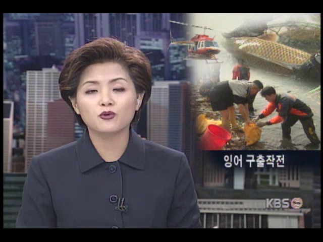 중랑천 물고기 떼죽음 