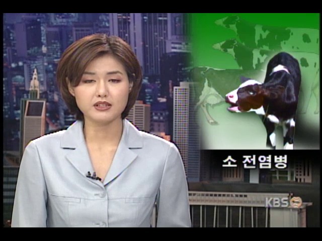 소 전염병 70마리 폐사 
