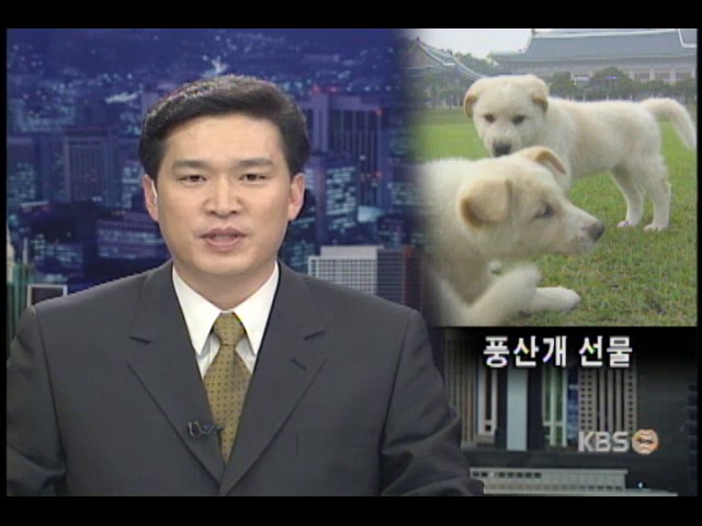 풍산개 선물 