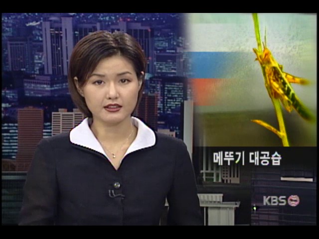 러시아에 메뚜기떼 대공습 