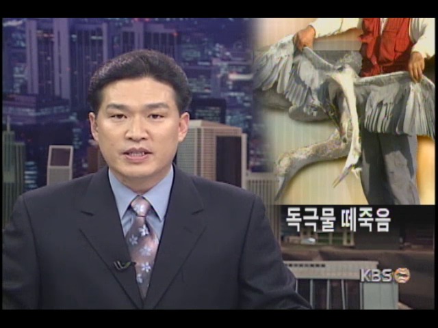 천수만 철새 떼죽음 