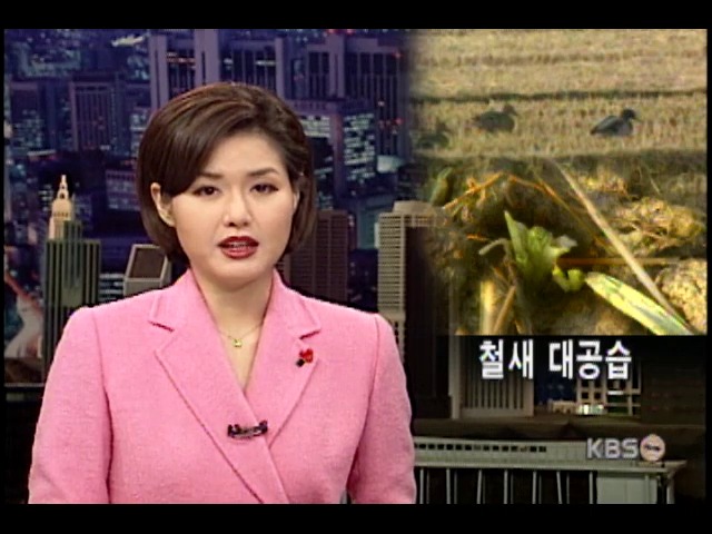 철새 대공습 