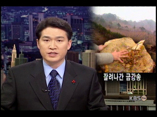 <현장추적>잘려나간 금강송 