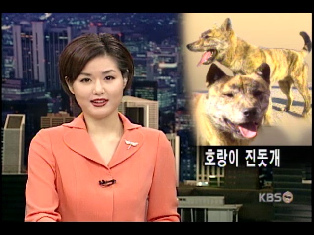 호랑이 진돗개 
