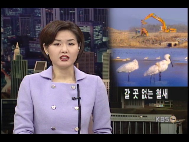 서산 간척지 공사로 철새 20여만마리 줄어 